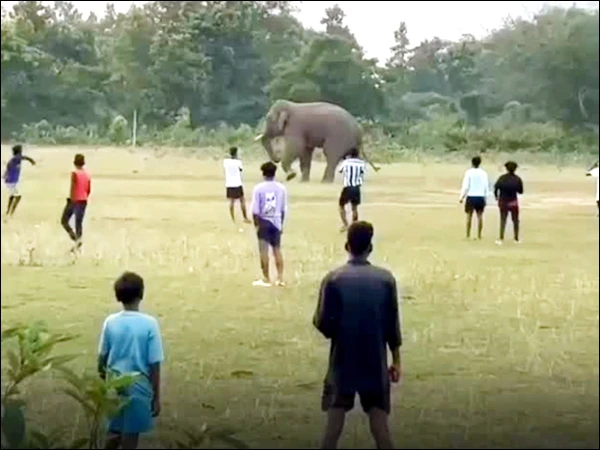 Wild elephant enters the field to play football, video goes viral