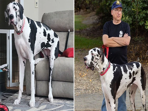 America: The world's tallest female dog